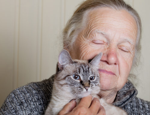 How to Improve Emotional Health in Our Seniors. Here’s a Hint…Happy Meow Year!